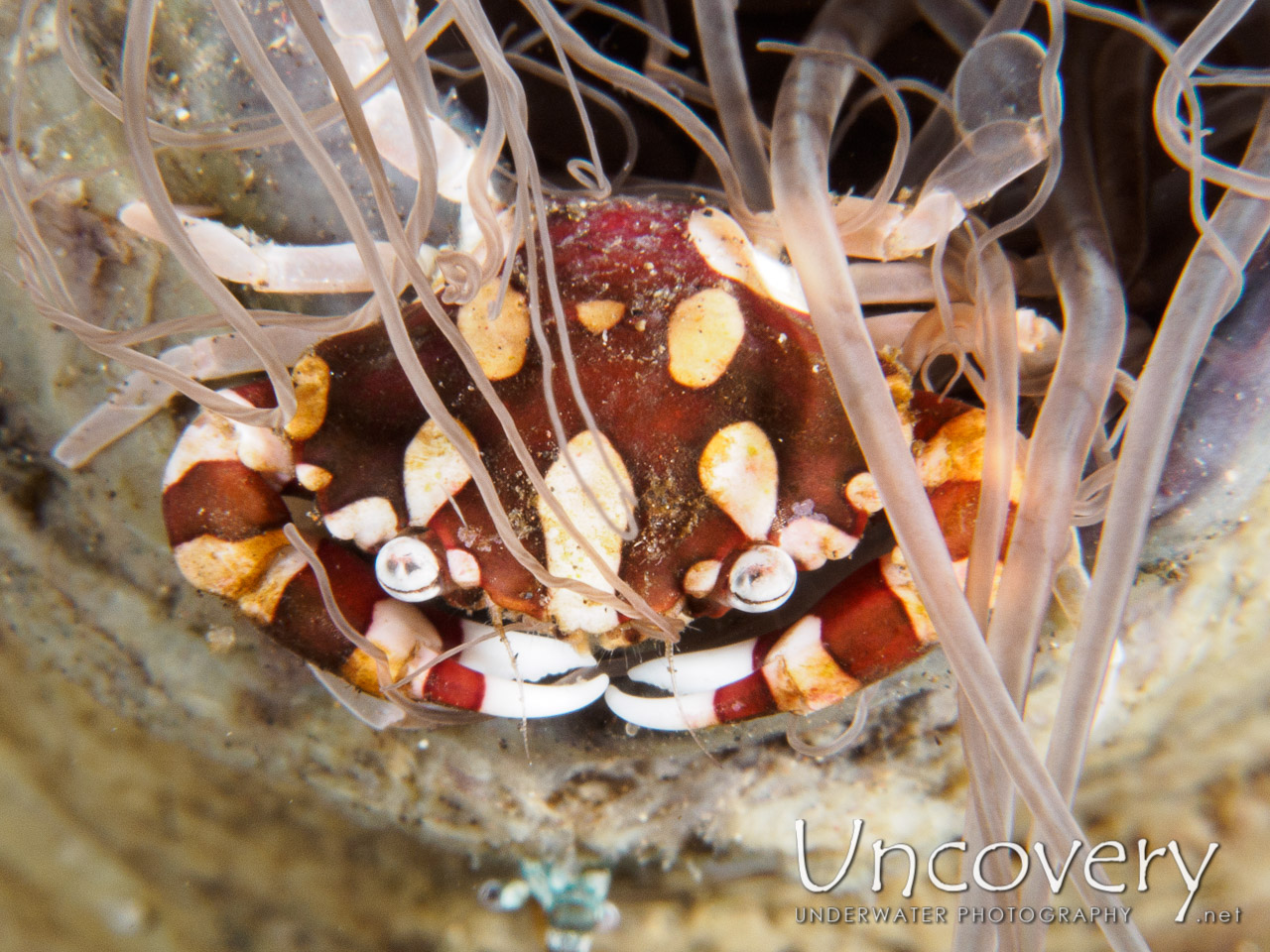 Harlequin Swimmer Crab (lissocarcinus Laevis) shot in Indonesia|Bali|Tulamben|Sidem