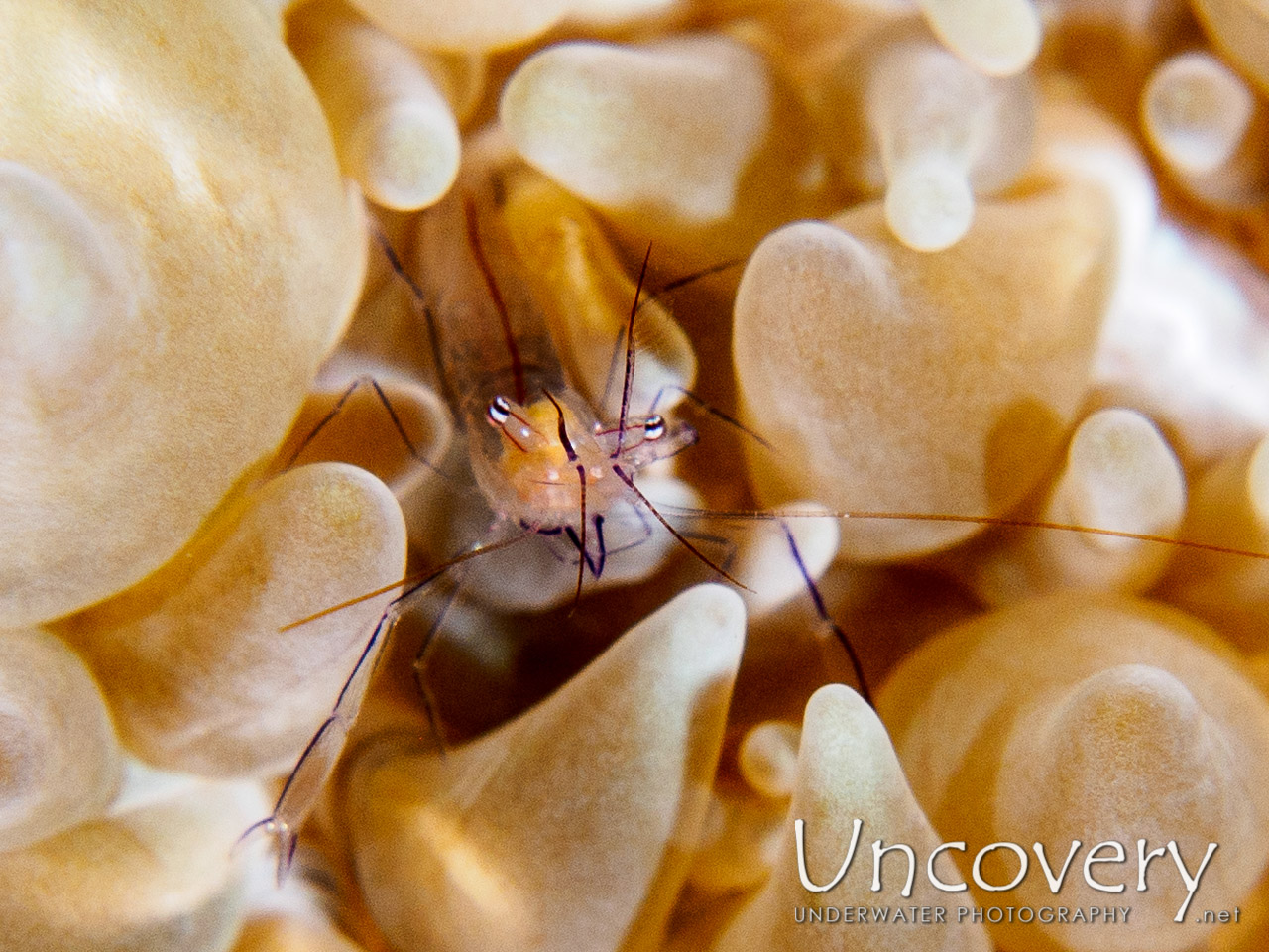 Bubble Coral Shrimp (vir Philippinensis) shot in Indonesia|Bali|Tulamben|Ulami