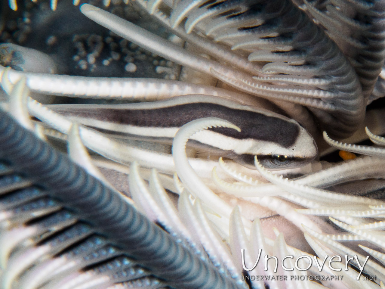 Oneline Clingfish (discotrema Monogrammum), photo taken in Indonesia, Bali, Tulamben, Ulami