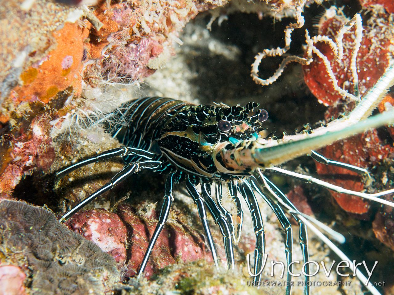 Lobster, photo taken in Indonesia, Bali, Tulamben, Ulami