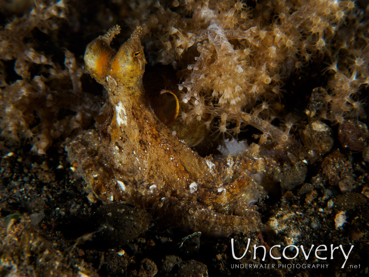 Algae Octopus (abdopus Aculeatus), photo taken in Indonesia, Bali, Tulamben, Bulakan Slope