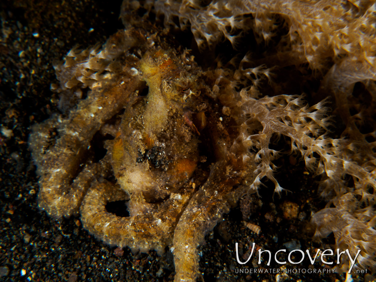 Algae Octopus (abdopus Aculeatus), photo taken in Indonesia, Bali, Tulamben, Bulakan Slope