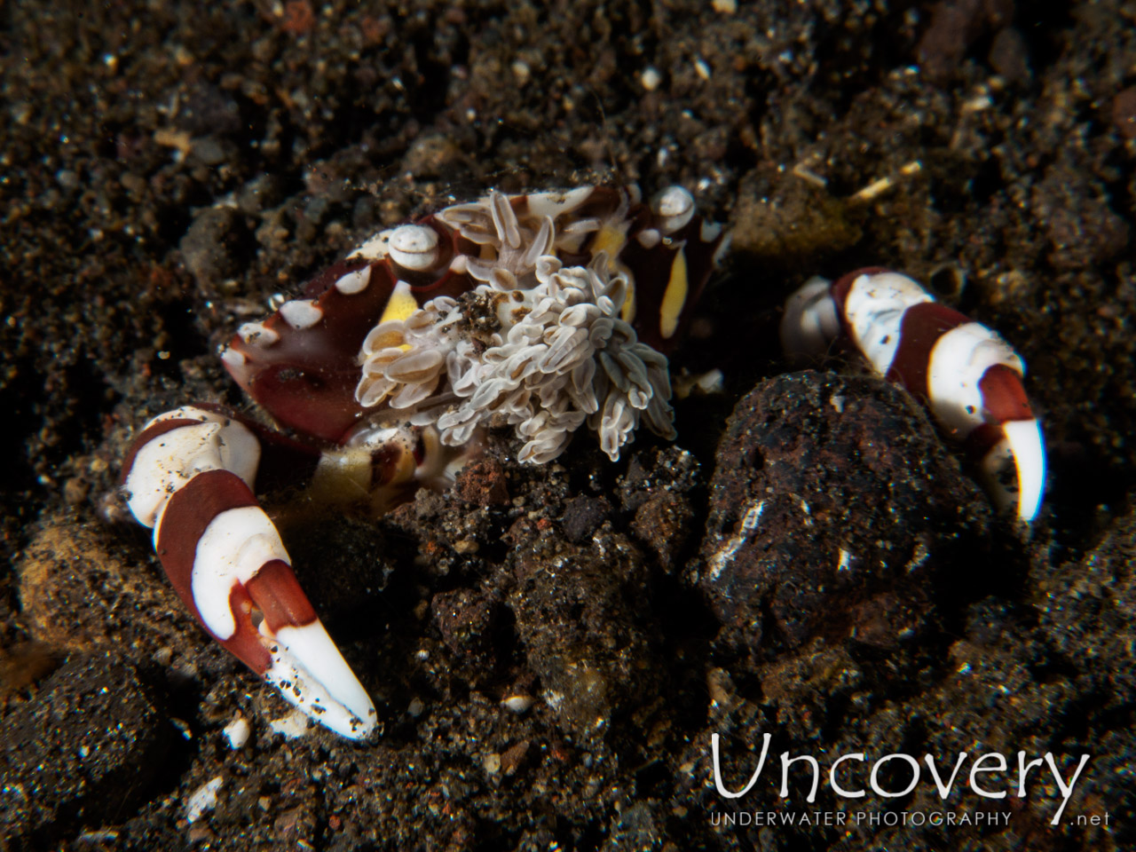 Harlequin Swimmer Crab (lissocarcinus Laevis) shot in Indonesia|Bali|Tulamben|Bulakan Slope