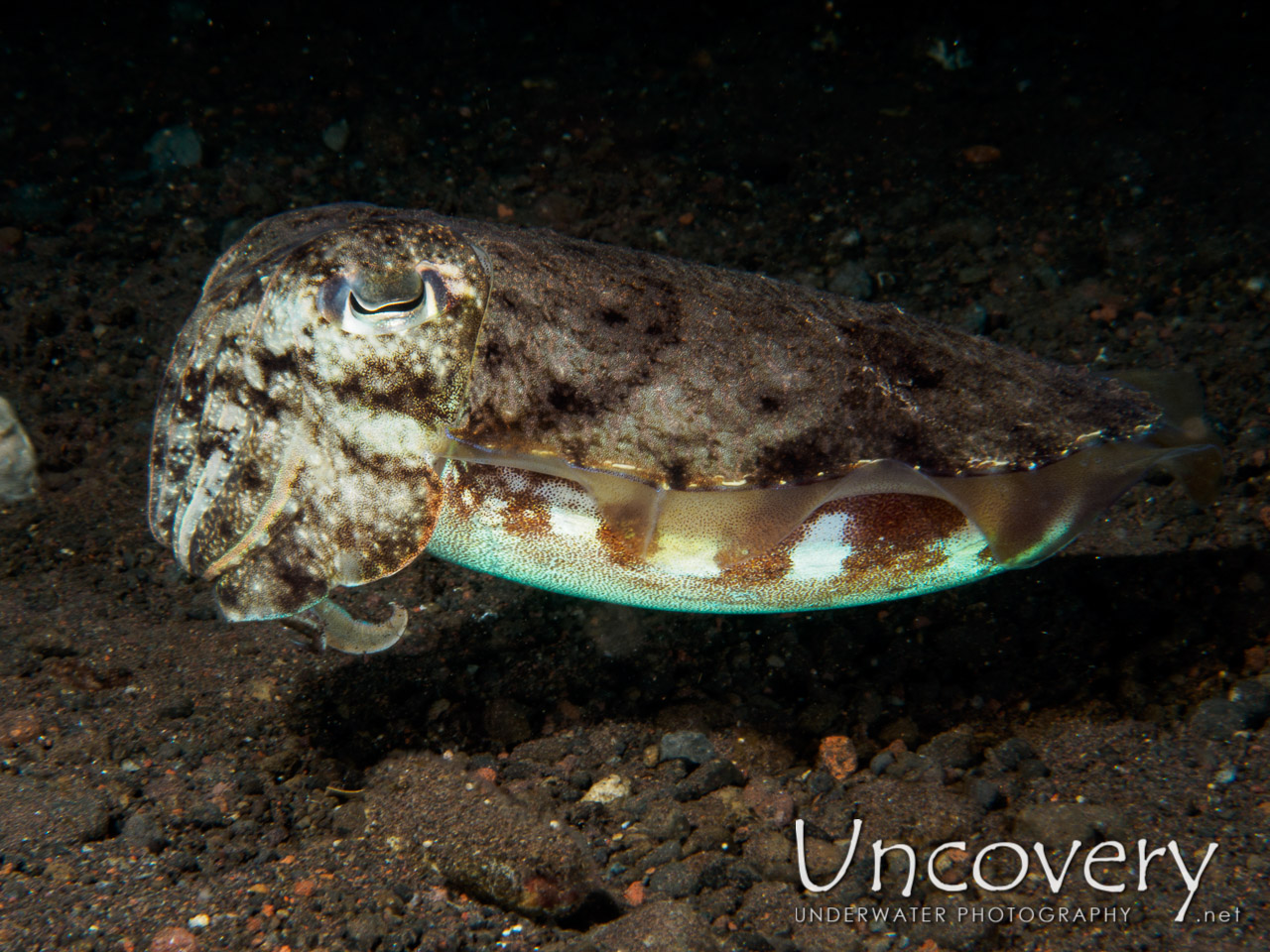 Cuttlefish, photo taken in Indonesia, Bali, Tulamben, Batu Niti Slope