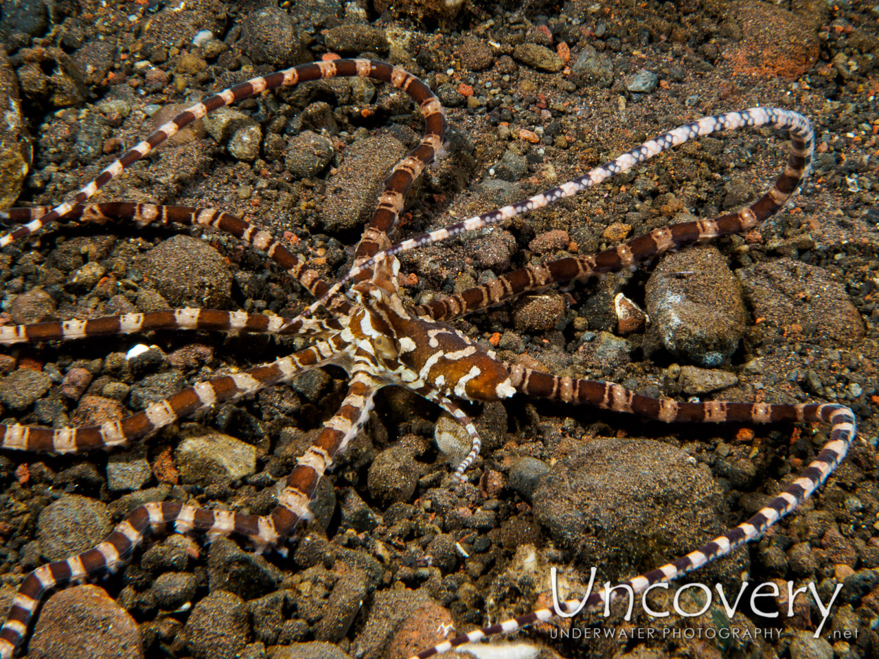 Wonderpus Octopus (wunderpus Photogenicus), photo taken in Indonesia, Bali, Tulamben, Batu Niti Slope