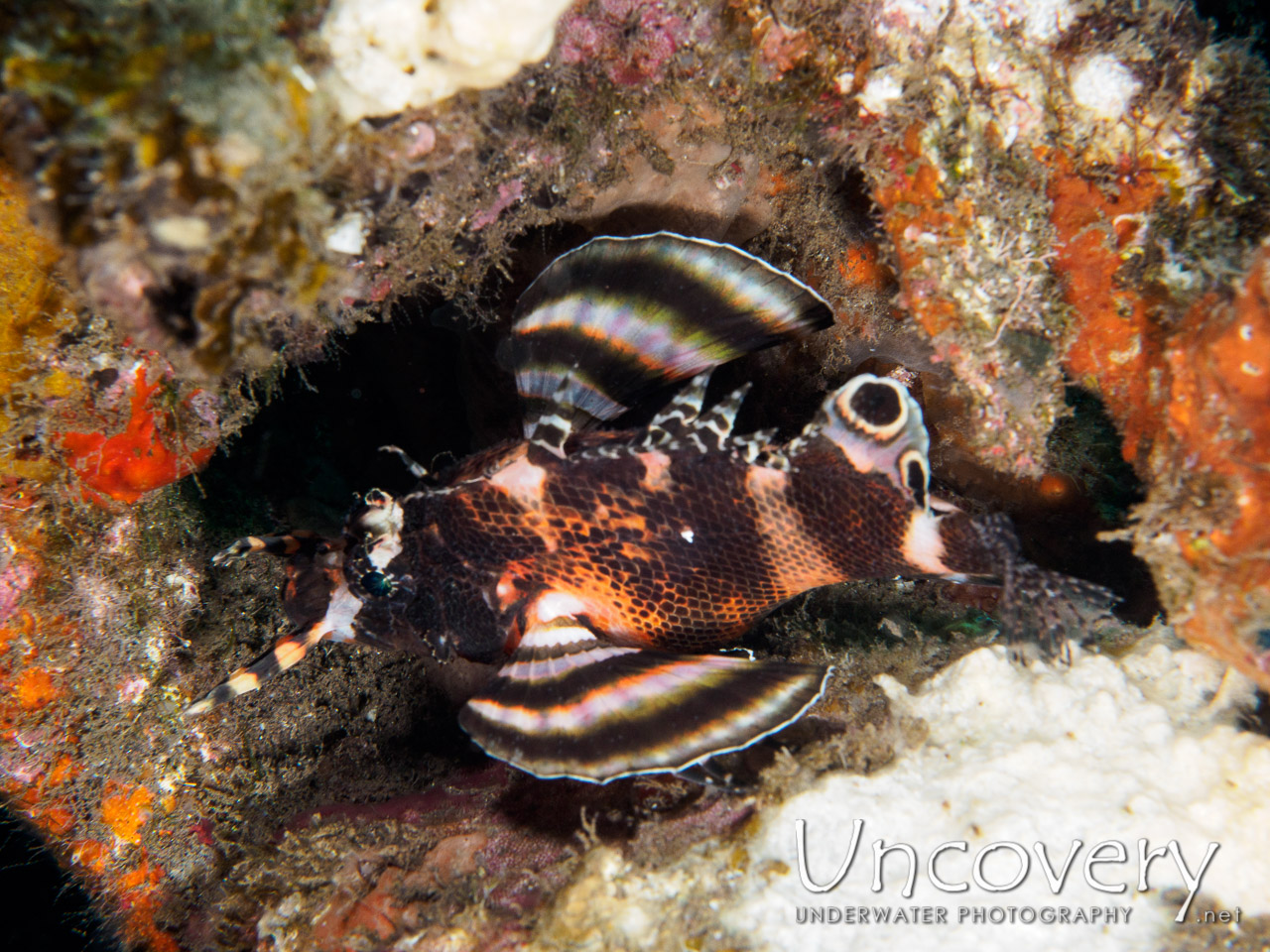 Twinspot Lionfish (dendrochirus Biocellatus) shot in Indonesia|Bali|Tulamben|Pantai Lahar