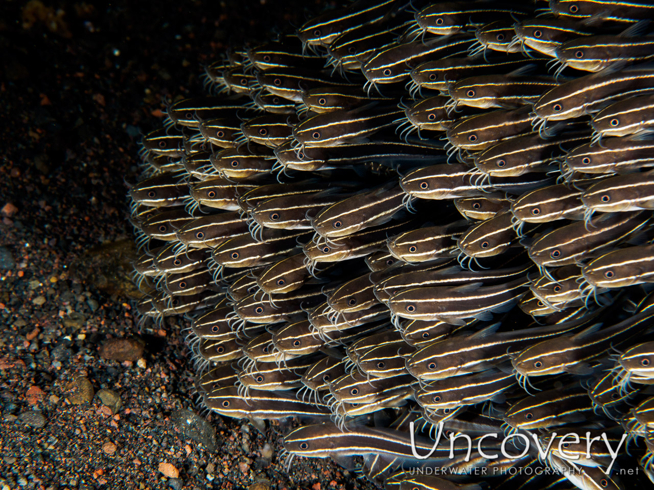 Striped Catfish (plotosus Lineatus) shot in Indonesia|Bali|Tulamben|Pantai Lahar