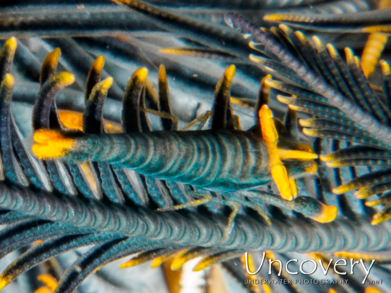 Ambon Crinoid Shrimp (laomenes Amboinensis), photo taken in Indonesia, Bali, Tulamben, Tukad Linggah