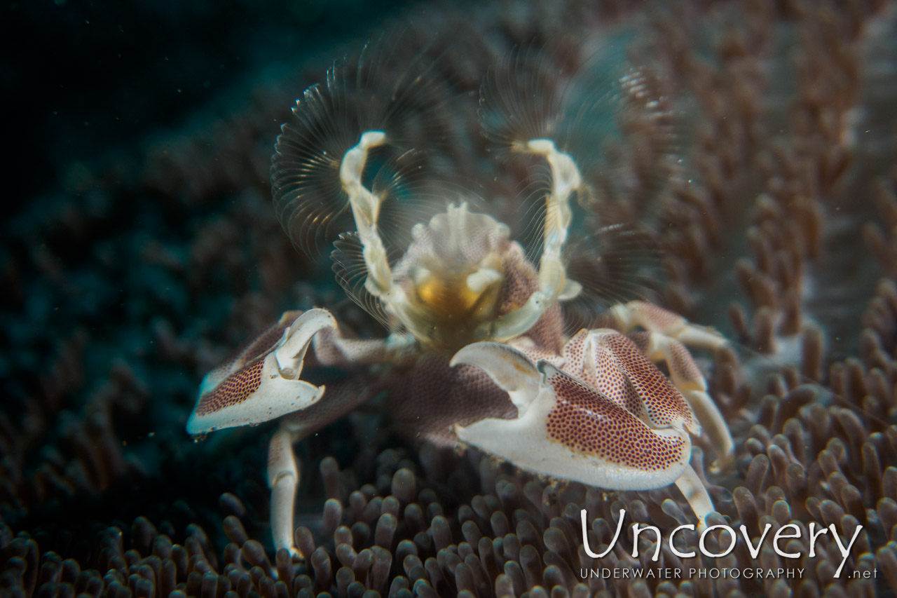 Spotted Porcelain Crab (neopetrolisthes Maculatus), photo taken in Indonesia, Bali, Tulamben, Batu Belah