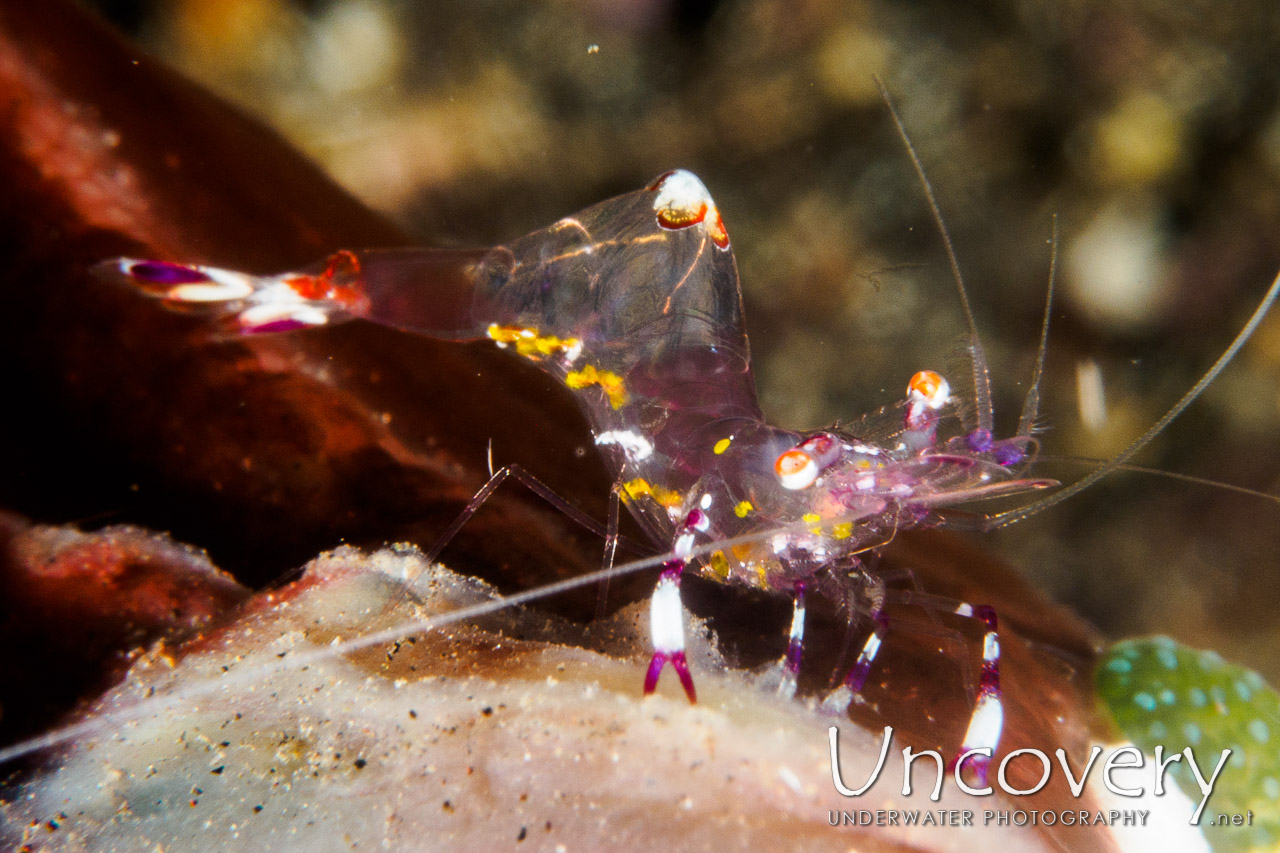 Commensal Shrimp, photo taken in Indonesia, Bali, Tulamben, Sidem