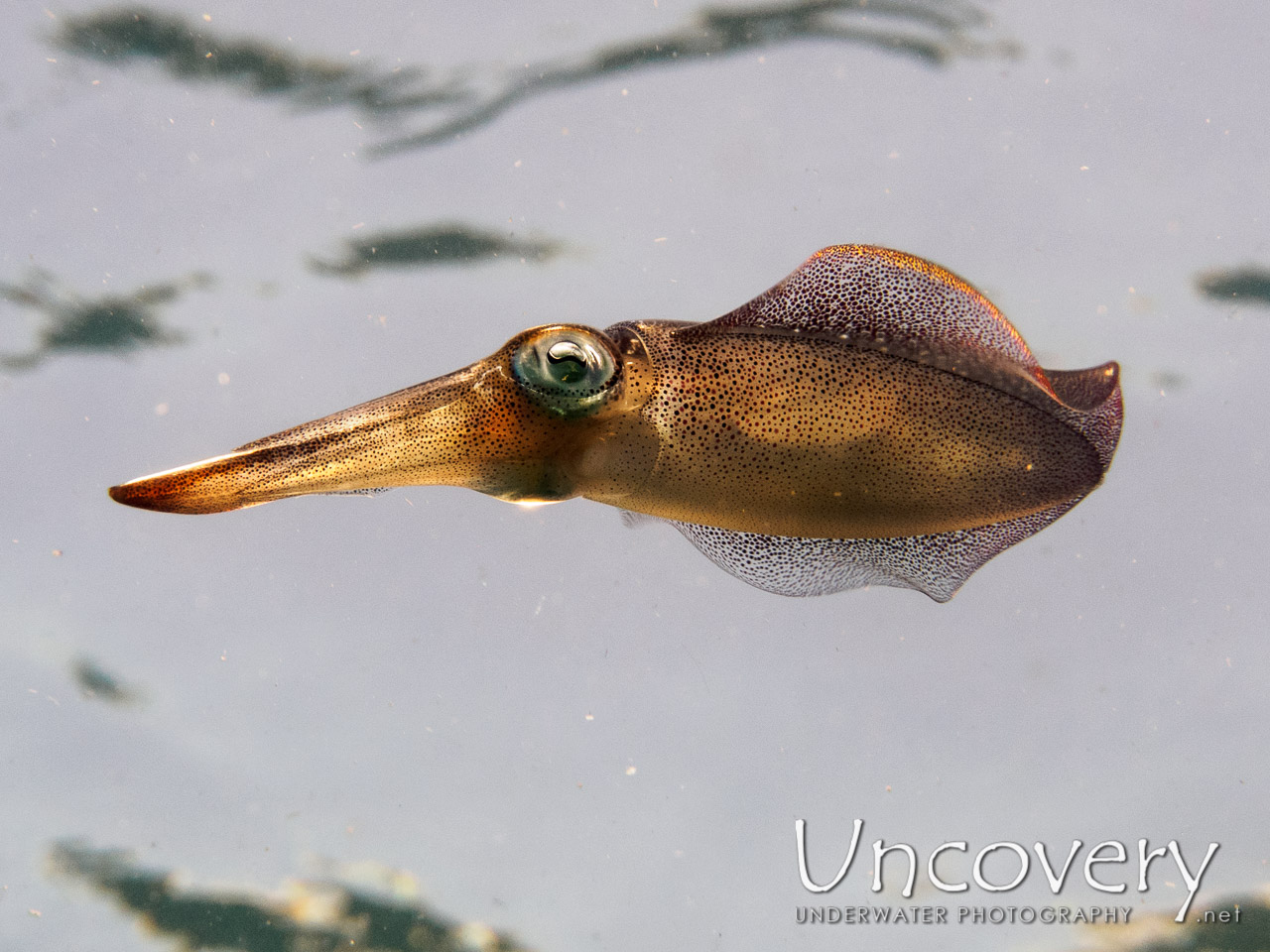 Broadfin Squid (sepioteuthis Lessoniana), photo taken in Indonesia, Bali, Tulamben, Sidem