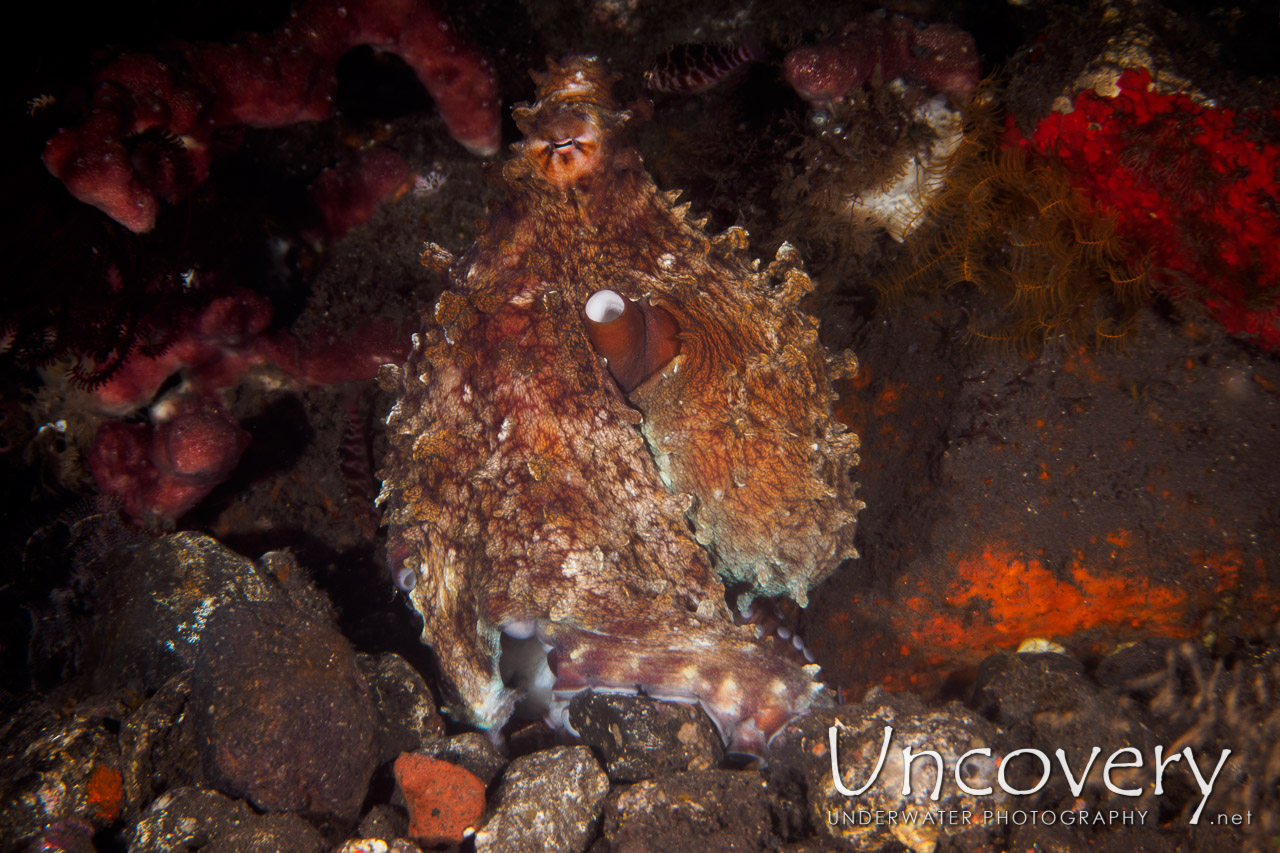 Day Octopus (octopus Cyanea), photo taken in Indonesia, Bali, Tulamben, Pantai Lahar