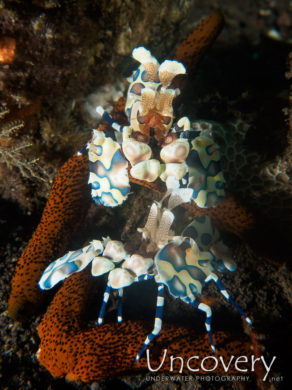 Harlequin Shrimp (hymenocera Picta) shot in Indonesia|Bali|Tulamben|Pantai Lahar