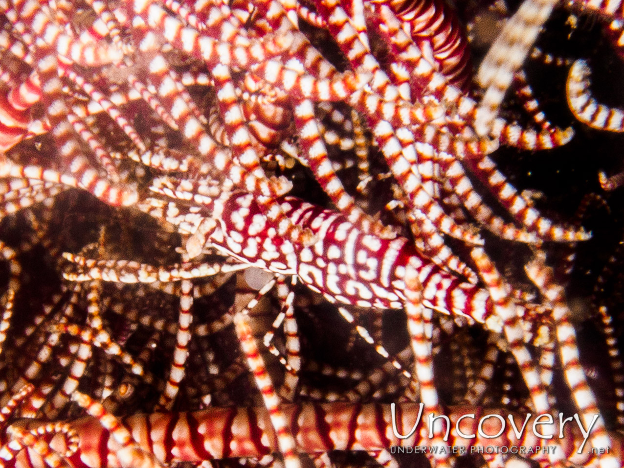 Ambon Crinoid Shrimp (laomenes Amboinensis), photo taken in Indonesia, Bali, Tulamben, Tukad Linggah