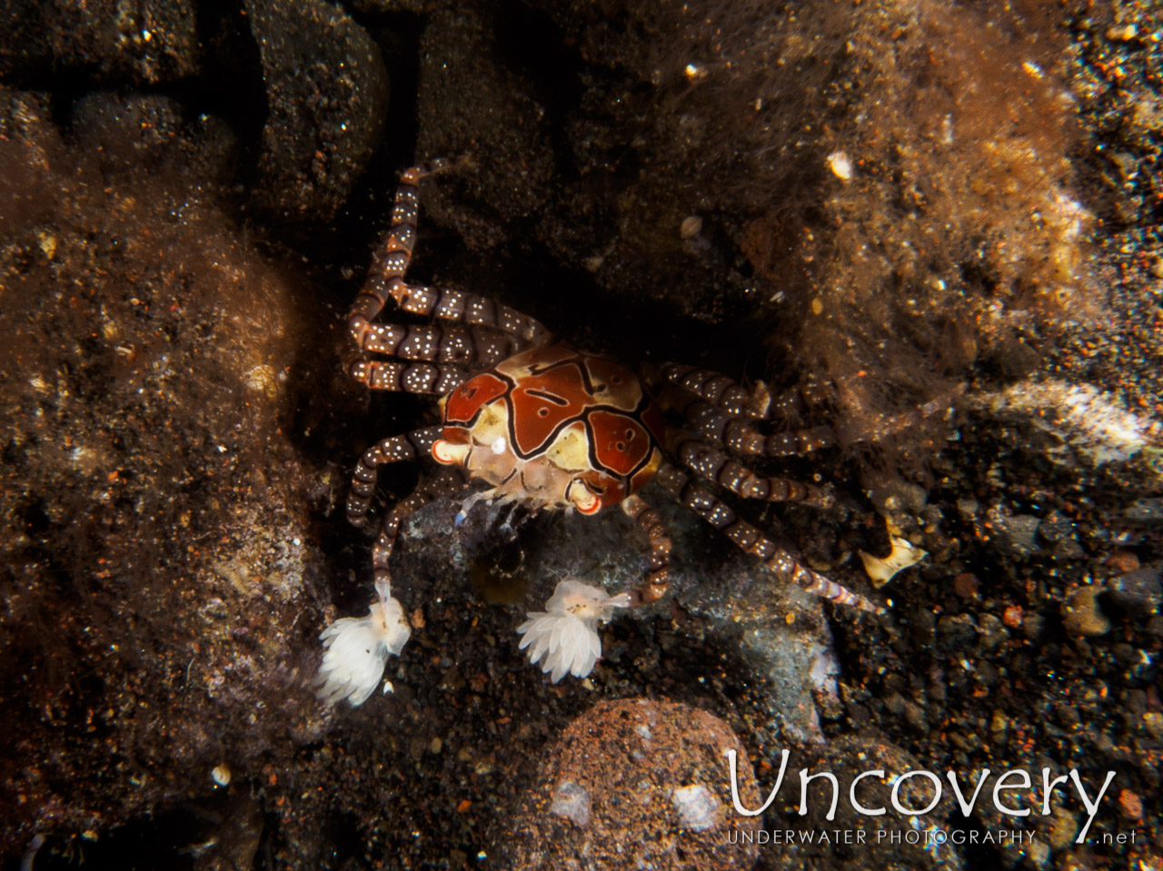 Mosaic Boxer Crab (lybia Tessellata), photo taken in Indonesia, Bali, Tulamben, Tukad Linggah