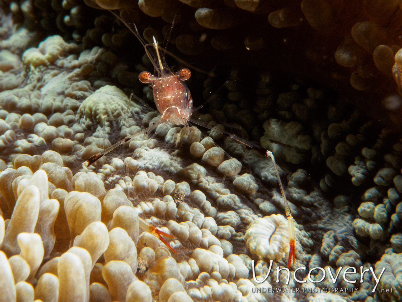 Commensal Shrimp, photo taken in Indonesia, Bali, Tulamben, Batu Belah Slope