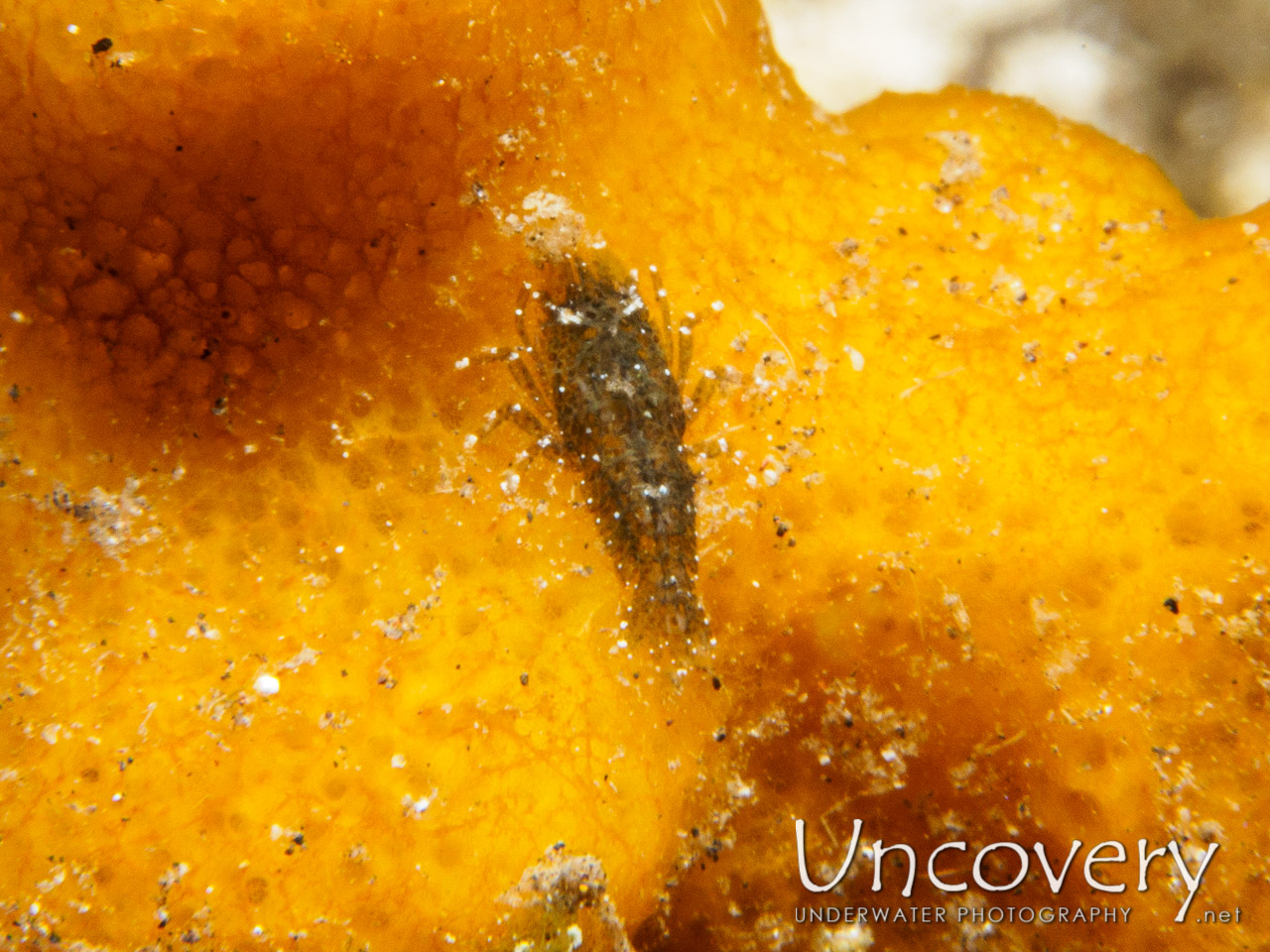 Cryptic Sponge Shrimp (gelastocaris Paronae), photo taken in Indonesia, Bali, Tulamben, Sidem