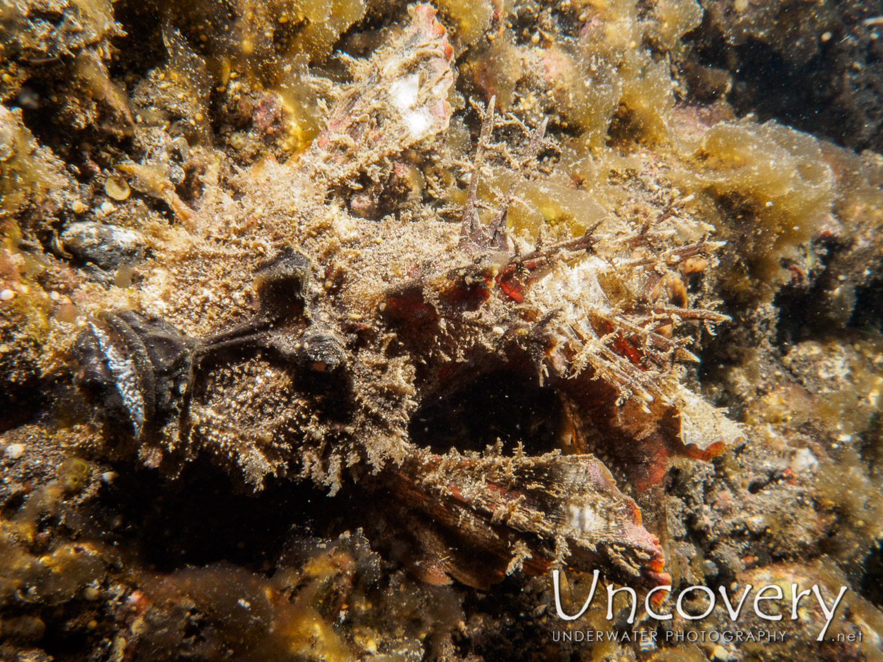 Spiny Devilfish (inimicus Didactylus) shot in Indonesia|Bali|Tulamben|Sidem