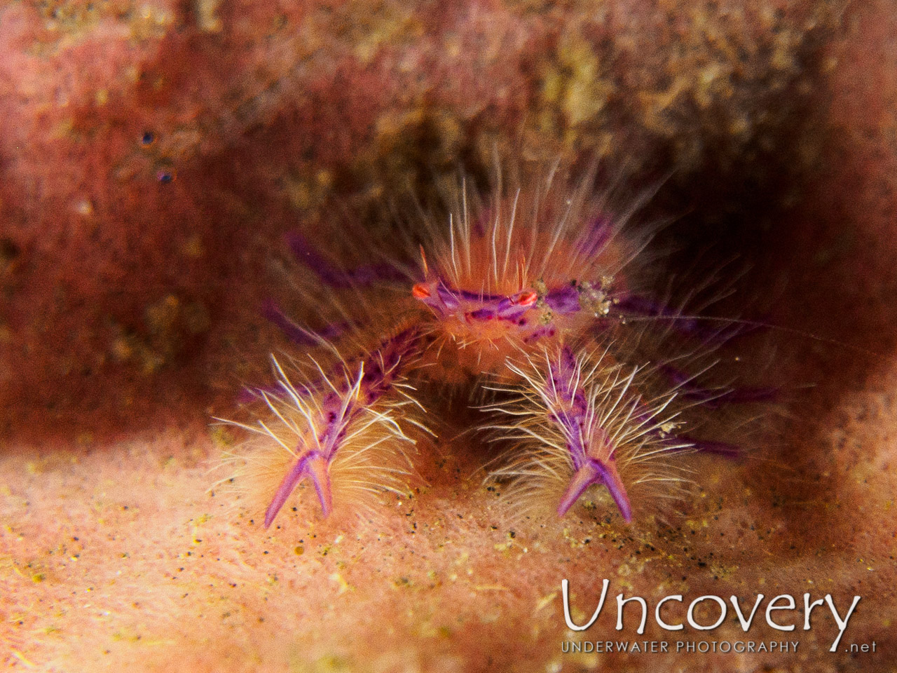 Hairy Squatlobster (lauriea Siagiani), photo taken in Indonesia, Bali, Tulamben, Wreck Slope