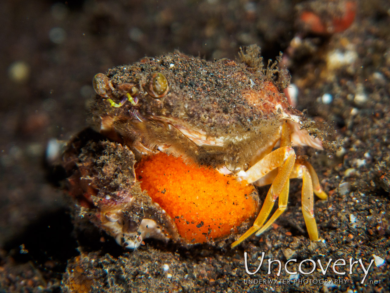 Box Crab, photo taken in Indonesia, Bali, Tulamben, Seraya Secrets