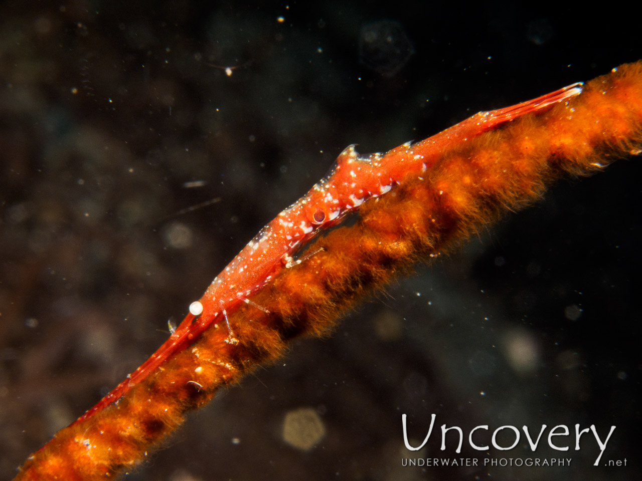 Ocellated Tozeuma Shrimp (tozeuma Lanceolatum), photo taken in Indonesia, Bali, Tulamben, Wreck Slope