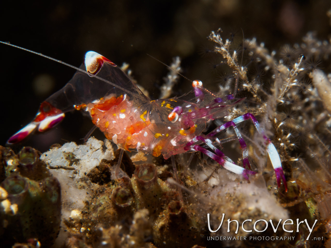 Commensal Shrimp, photo taken in Indonesia, Bali, Tulamben, Wreck Slope