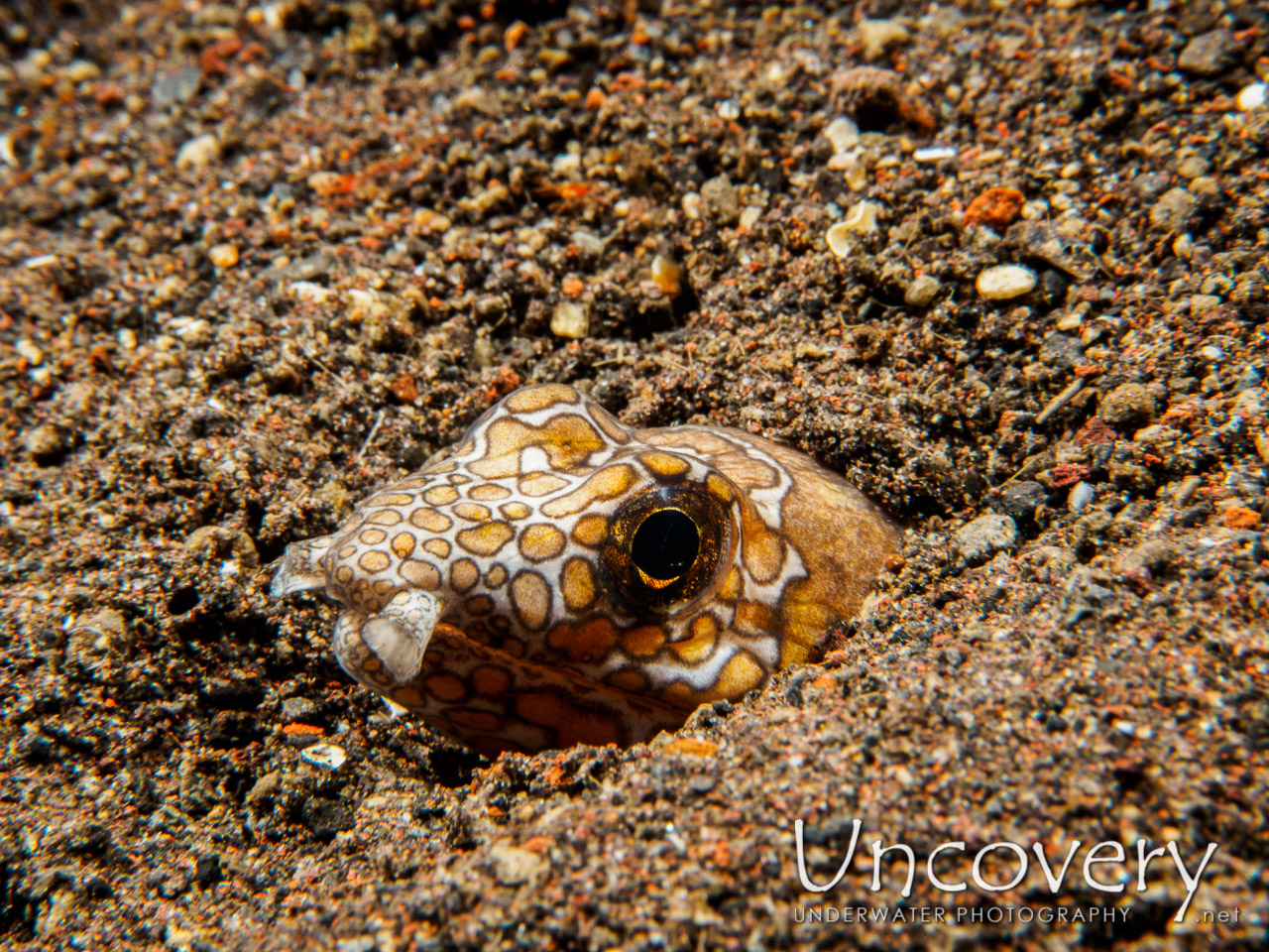 Napoleon Snake Eel (ophichthus Bonaparti), photo taken in Indonesia, Bali, Tulamben, Seraya Secrets