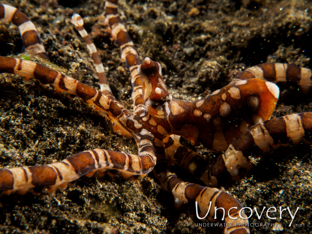 Wonderpus Octopus (wunderpus Photogenicus), photo taken in Indonesia, Bali, Tulamben, Wreck Slope