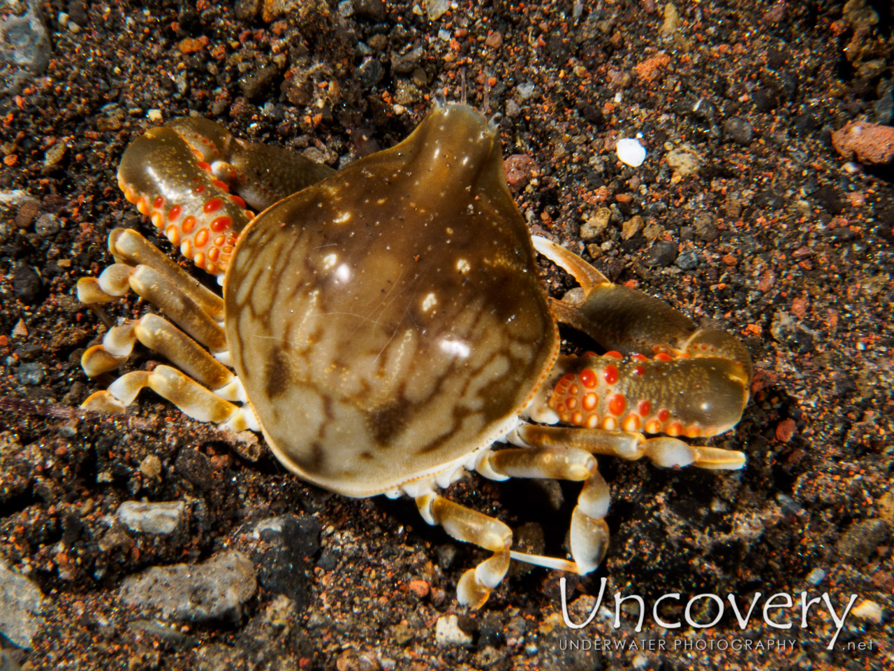 Olive Purse Crab (leucosia Sp.), photo taken in Indonesia, Bali, Tulamben, Seraya Secrets