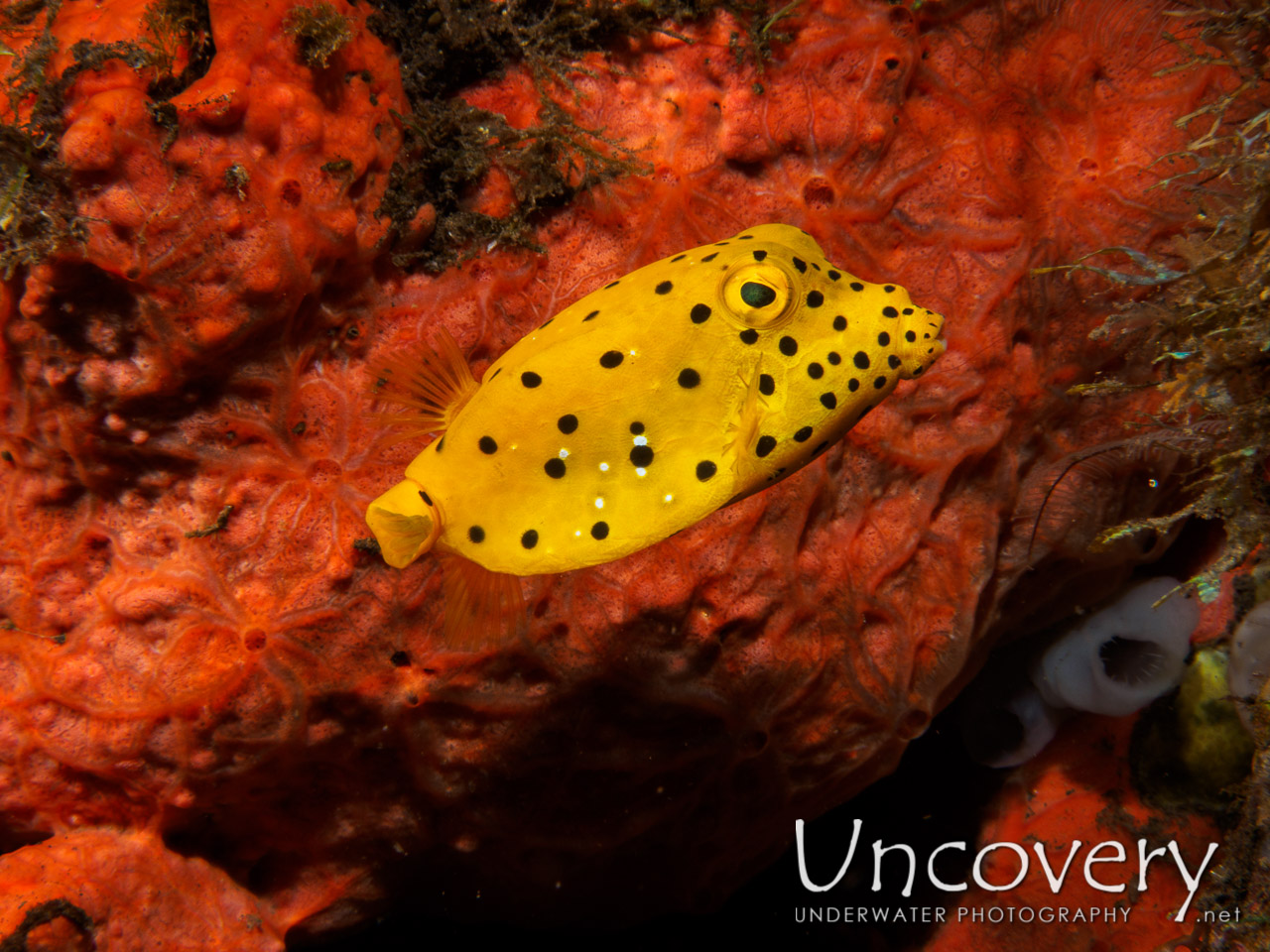 Juvenile, Yellow Boxfish (ostracion Cubicus), photo taken in Indonesia, Bali, Tulamben, Pantai Lahar