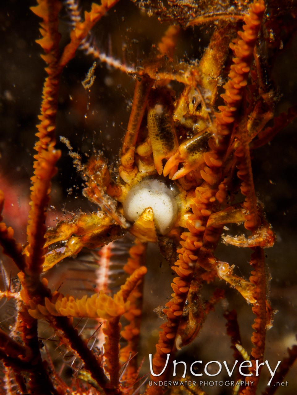 Conical Spider Crab (xenocarcinus Conicus), photo taken in Indonesia, Bali, Tulamben, Batu Niti Slope