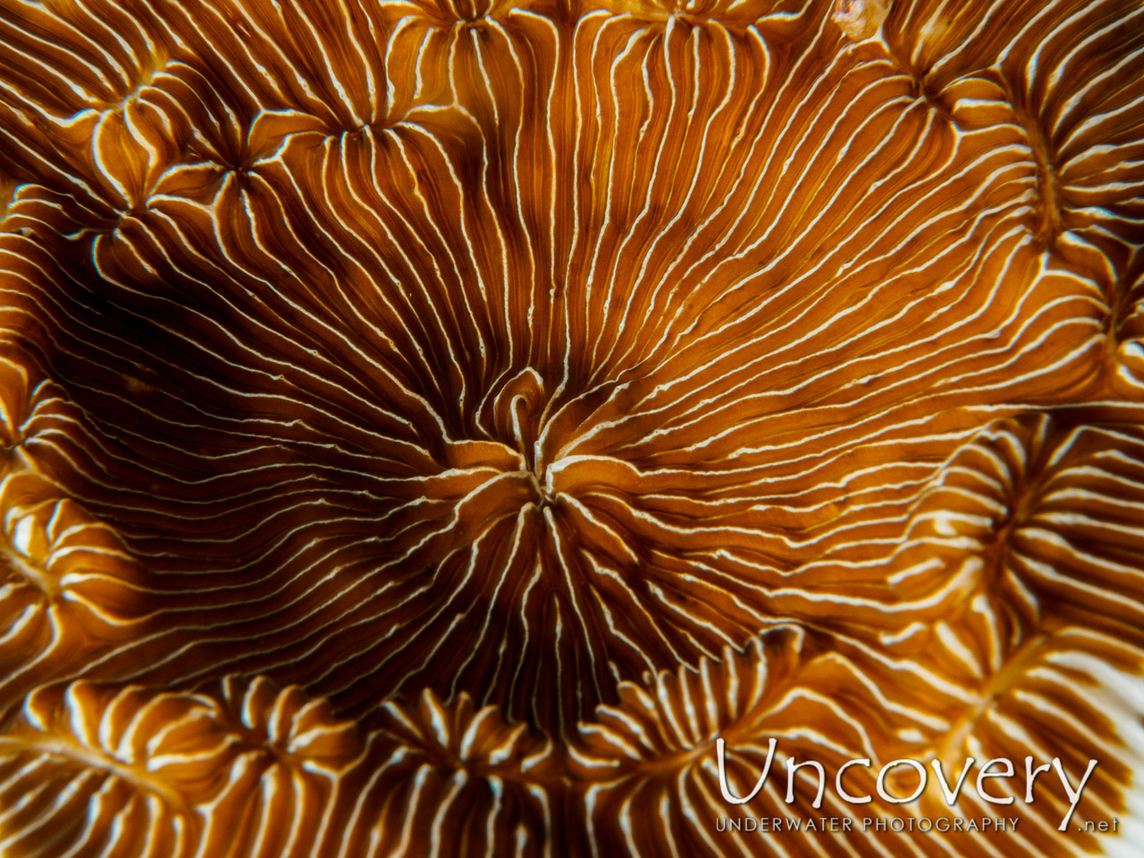 Coral, photo taken in Indonesia, Bali, Tulamben, Batu Niti Slope