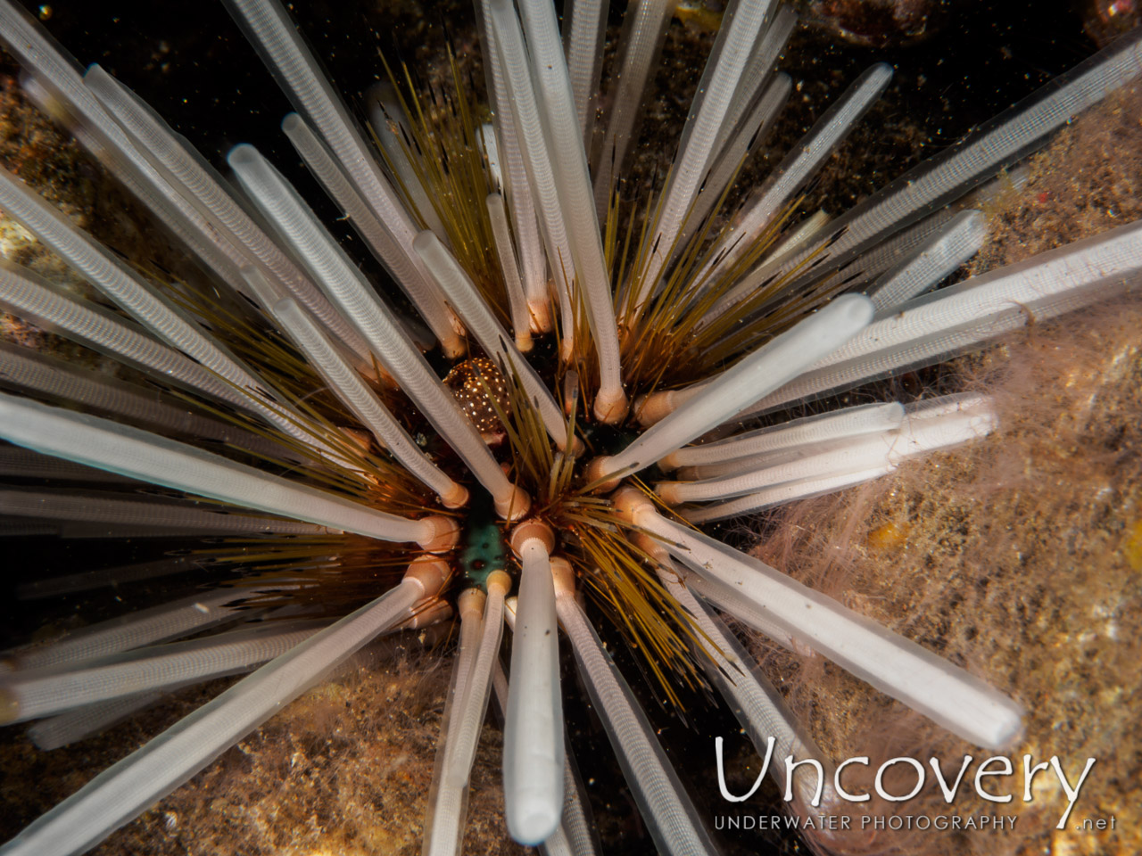 Sea Urchin, photo taken in Indonesia, Bali, Tulamben, Batu Niti Slope