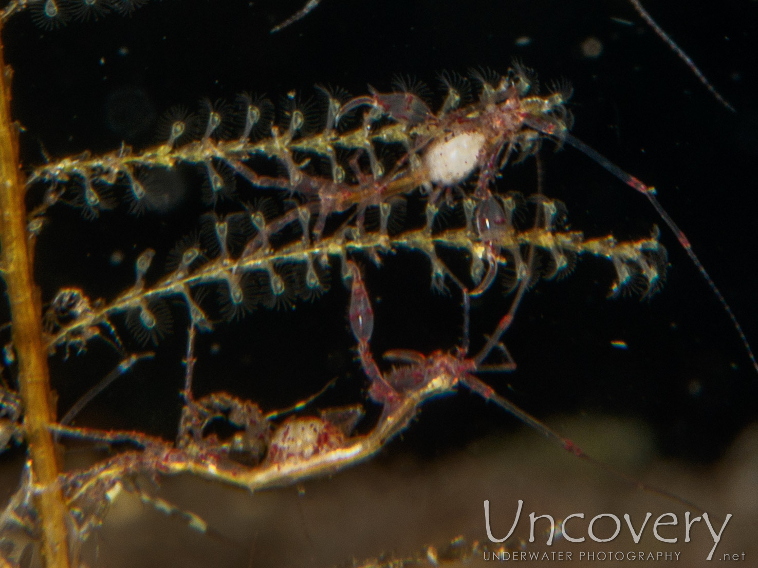 Skeleton Shrimp (caprellidae), photo taken in Indonesia, Bali, Tulamben, Batu Niti Slope