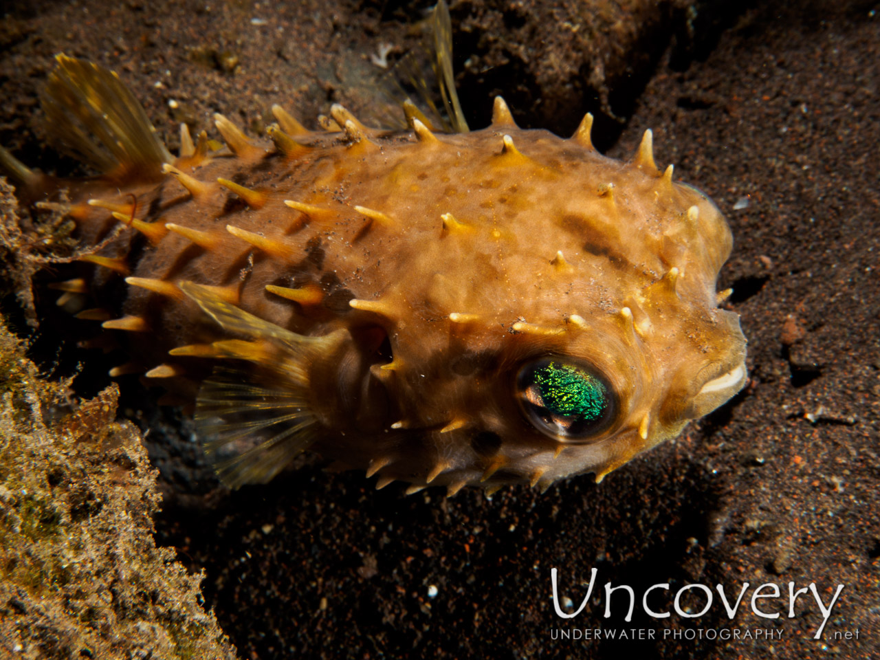 Porcupine Pufferfish (diodon Holocanthus) shot in Indonesia|Bali|Tulamben|Pantai Lahar