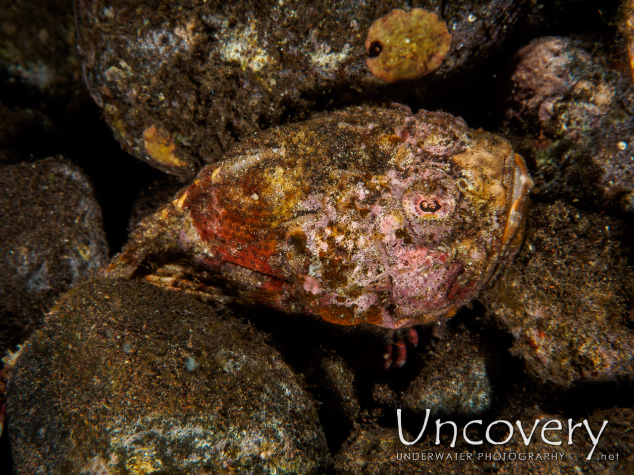 Reef Stonefish (synanceia Verrucosa), photo taken in Indonesia, Bali, Tulamben, Batu Niti Slope