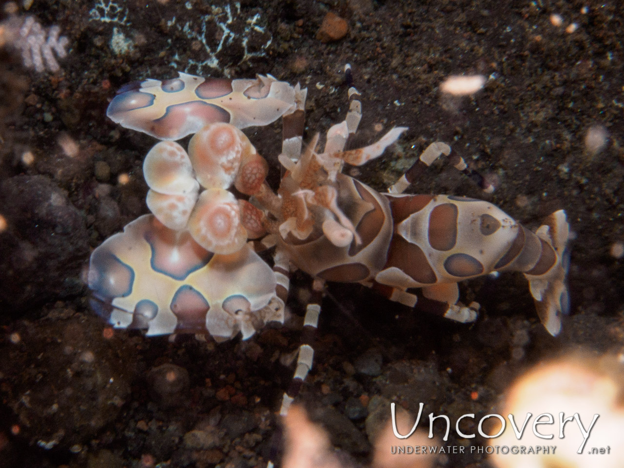 Harlequin Shrimp (hymenocera Picta) shot in Indonesia|Bali|Tulamben|Tukad Linggah