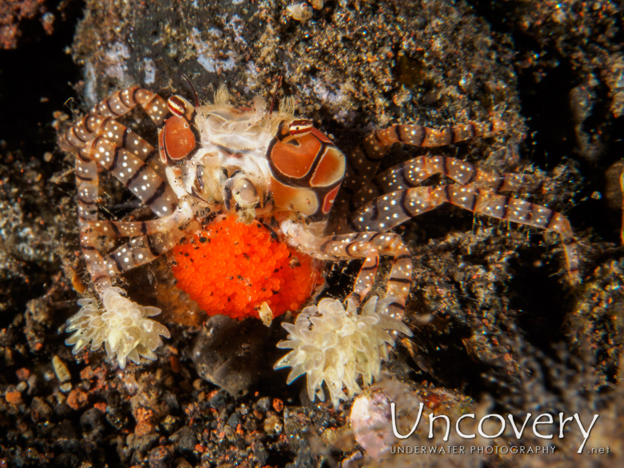 Eggs, Mosaic Boxer Crab (lybia Tessellata), photo taken in Indonesia, Bali, Tulamben, Tukad Linggah