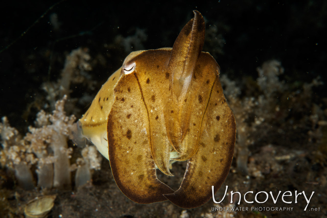 Needle Cuttlefish (sepia Aculeata), photo taken in Indonesia, Bali, Tulamben, Bulakan Slope