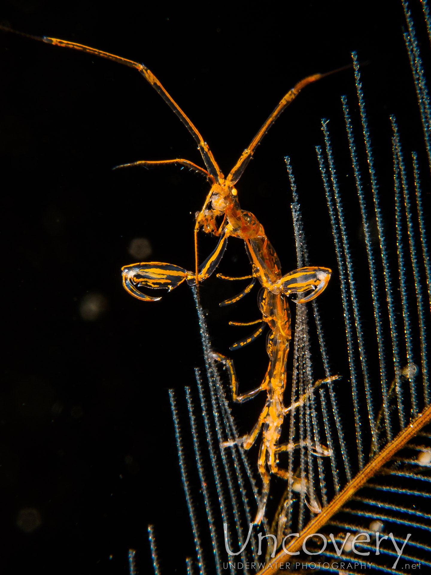 Skeleton Shrimp (caprellidae), photo taken in Indonesia, Bali, Tulamben, Bulakan Slope