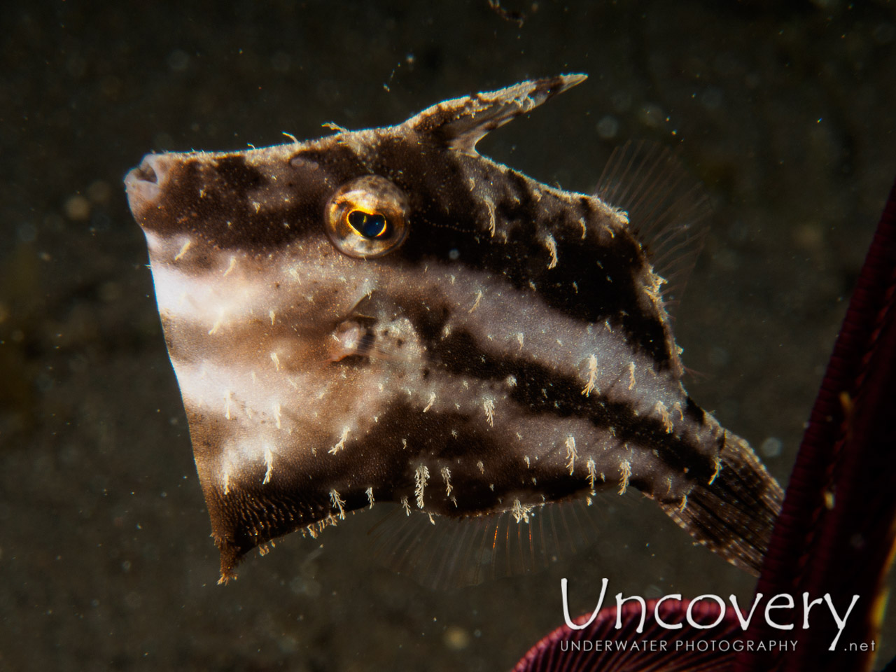 Filefish shot in Indonesia|Bali|Tulamben|Bulakan Slope