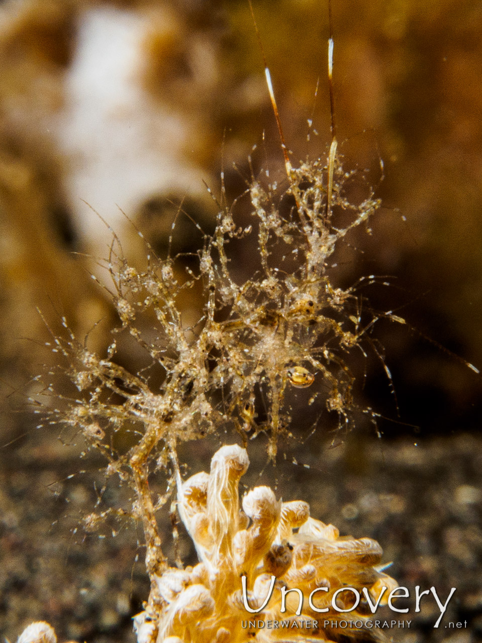 Skeleton Shrimp (caprellidae), photo taken in Indonesia, Bali, Tulamben, Bulakan Slope