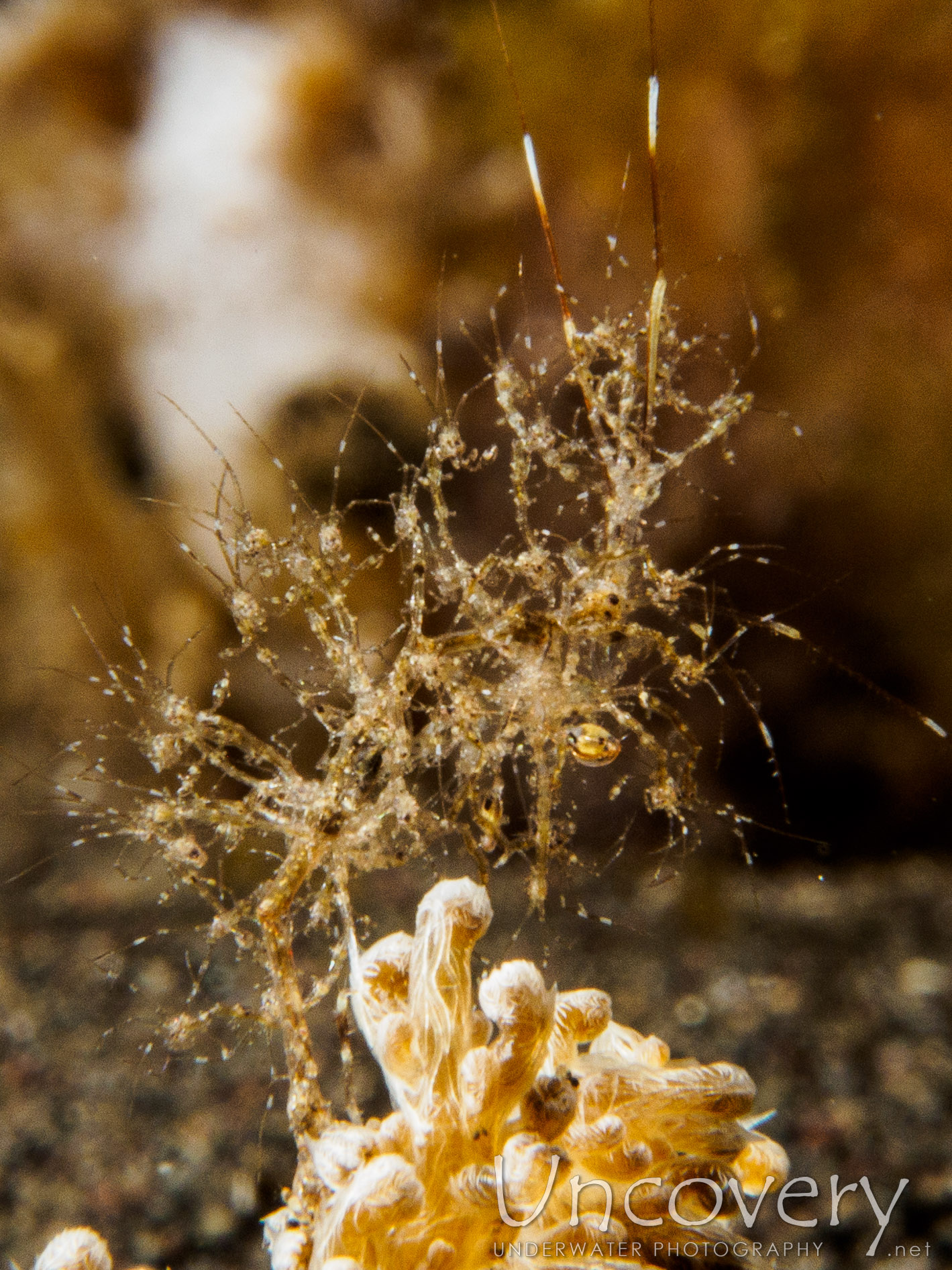 Skeleton Shrimp (caprellidae), photo taken in Indonesia, Bali, Tulamben, Bulakan Slope