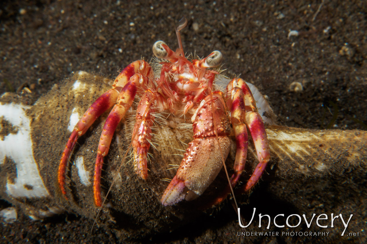 Hermit Crab, photo taken in Indonesia, Bali, Tulamben, Bulakan Slope