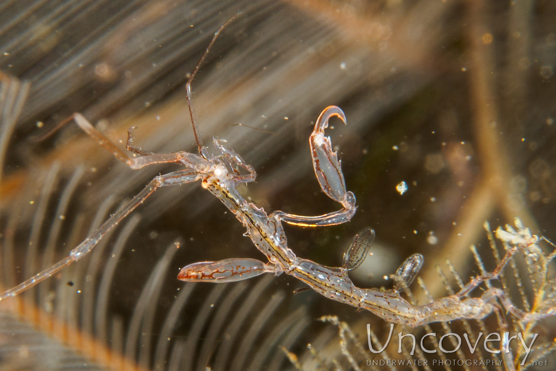 Skeleton Shrimp (caprellidae), photo taken in Indonesia, Bali, Tulamben, Bulakan Slope