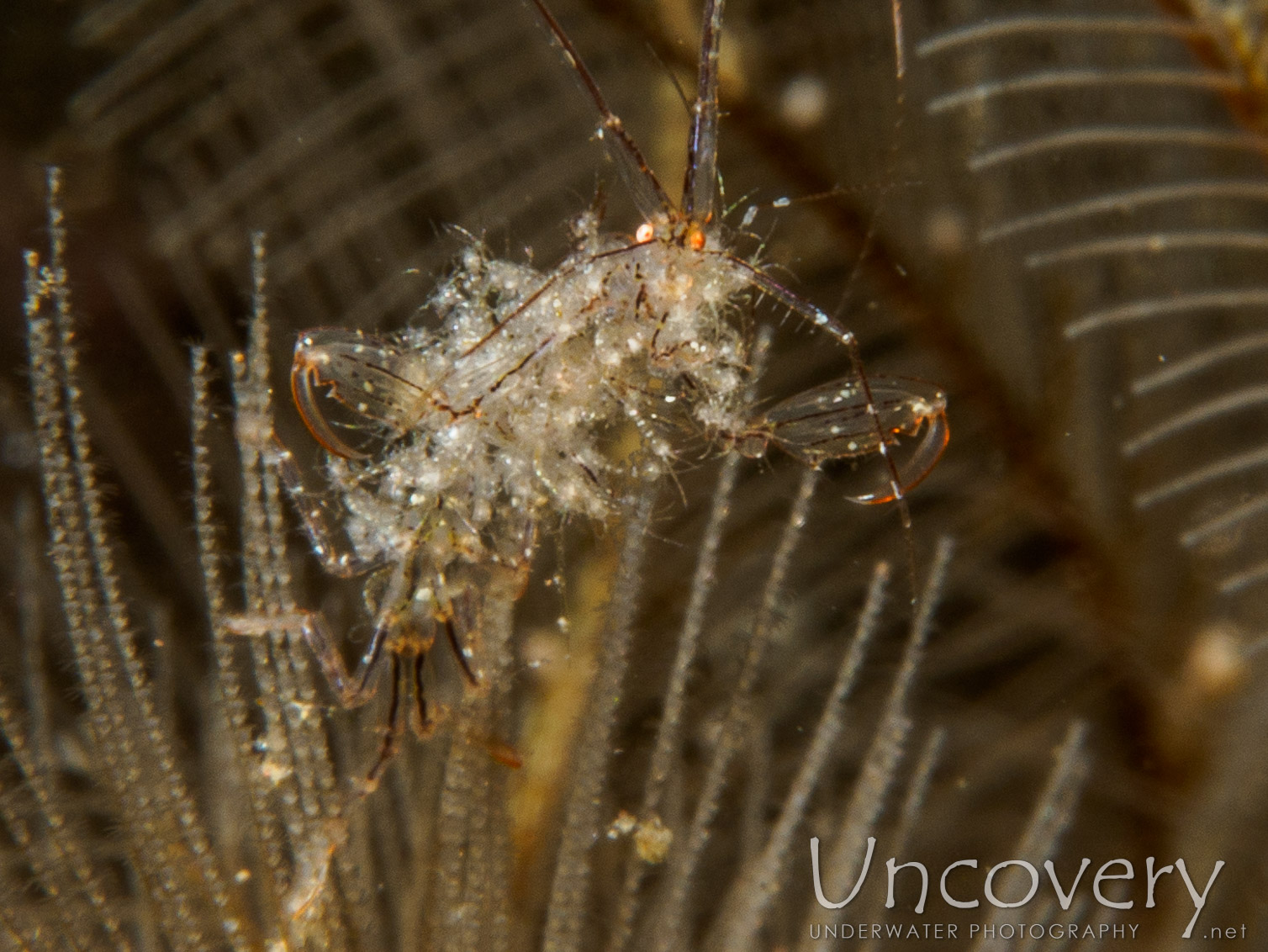 Skeleton Shrimp (caprellidae), photo taken in Indonesia, Bali, Tulamben, Bulakan Slope