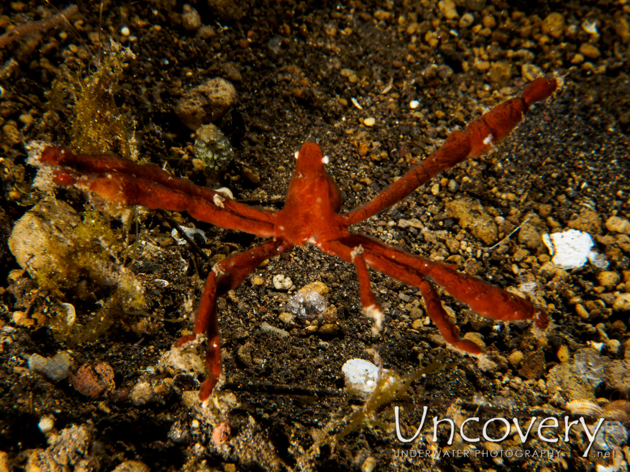 Sponge Spider Crab (oncinopus Sp. 2) shot in Indonesia|Bali|Tulamben|Bulakan Slope