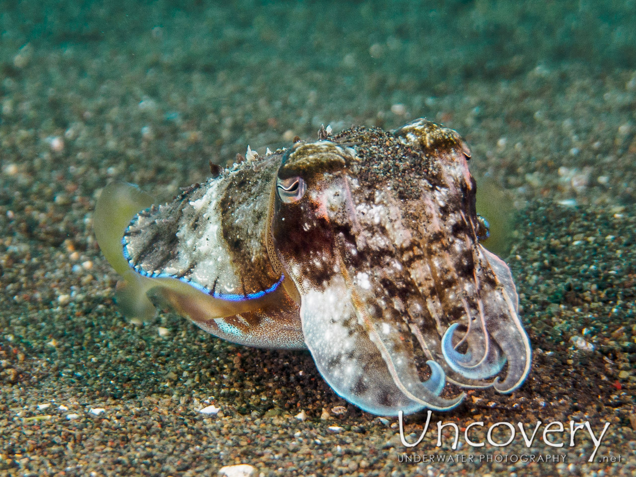 Cuttlefish, photo taken in Indonesia, Bali, Tulamben, Bulakan Slope