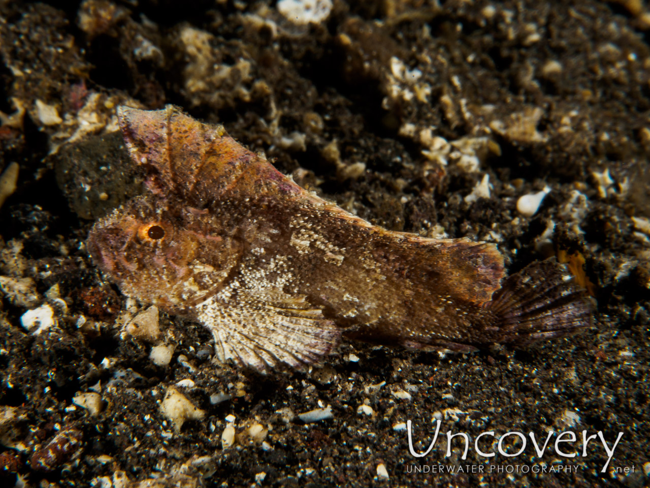 Ghost Velvetfish (cocotropus Larvatus) shot in Indonesia|Bali|Tulamben|Sidem