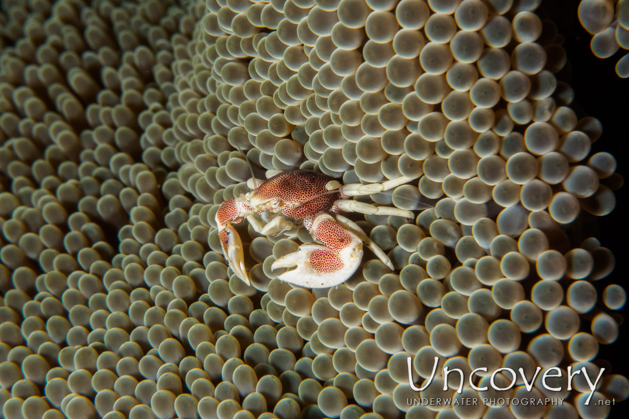 Spotted Porcelain Crab (neopetrolisthes Maculatus), photo taken in Indonesia, Bali, Tulamben, Bulakan Slope